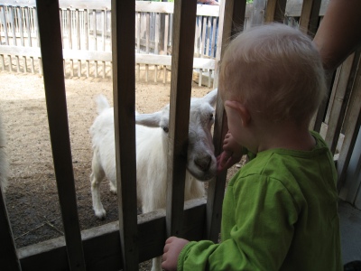 kivrin almost touching a goat
